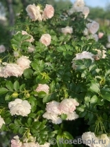 Ritausma Ritausma