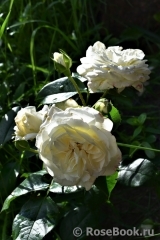 Alabaster Alabaster