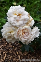 Lions Rose Lions Rose