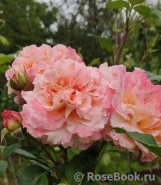 Augusta Luise Augusta Luise