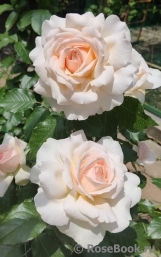 Chandos Beauty Chandos Beauty