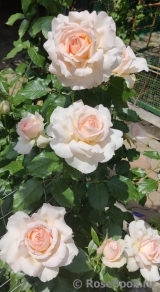 Chandos Beauty Chandos Beauty