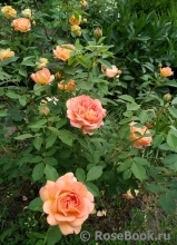 Lady of Shalott Lady of Shalott