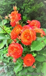 Midsummer Midsummer