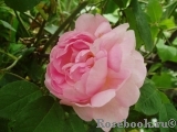 Constance Spry Constance Spry