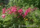 Candia Meillandecor Candia Meillandecor
