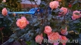 Rosemary Harkness Rosemary Harkness
