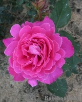Pink Peace Pink Peace