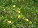 Canary Bird Canary Bird
