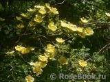 Canary Bird Canary Bird