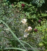 Rosa glauca Rosa glauca