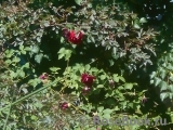 Rosa glauca Rosa glauca