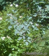 Rosa glauca Rosa glauca