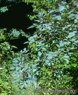 Rosa glauca Rosa glauca