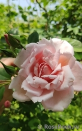 Albertine Albertine