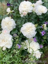 White Meidiland White Meidiland