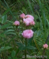 Pink Medallion Pink Medallion