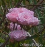 Pink Medallion Pink Medallion