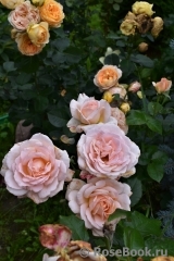Chandos Beauty Chandos Beauty