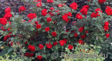 Roter Korsar Roter Korsar
