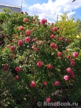 Сеянец Самарянка Сеянец Самарянка