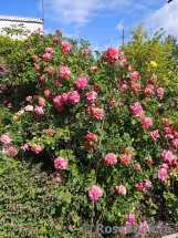 Сеянец Самарянка Сеянец Самарянка