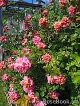 Сеянец Самарянка Сеянец Самарянка