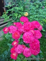 Midsummer Midsummer