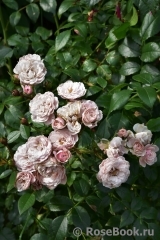 Starlet ®-Rose Alina ® Starlet ®-Rose Alina ®