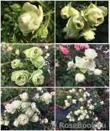 Lovely Green ®
