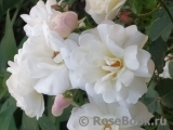 White Flight White Flight