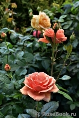 Ashram Ashram