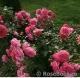 Rosarium Uetersen Rosarium Uetersen