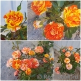 Oranges and Lemons 