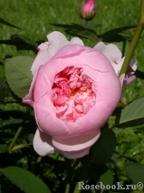 The Alnwick Rose The Alnwick Rose