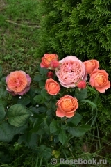Just a Little Bit More™ Rosa Loves Me® Just a Little Bit More™ Rosa Loves Me®