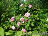 Constance Spry Constance Spry