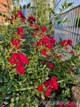 Perennial Domino Perennial Domino
