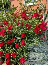 Perennial Domino Perennial Domino