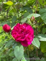 Darcey Bussell Darcey Bussell