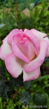 Princesse de Monaco