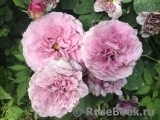 Lavender Ice