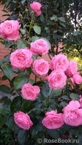 Kolner Flora Kolner Flora