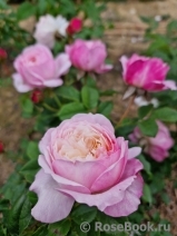 Constance Constance