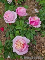Constance Constance
