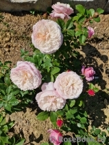 Constance Constance