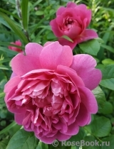 Princess Anne Princess Anne