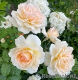 Chandos Beauty Chandos Beauty