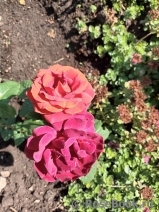 Terracotta ®