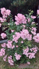 Heavenly Pink Heavenly Pink